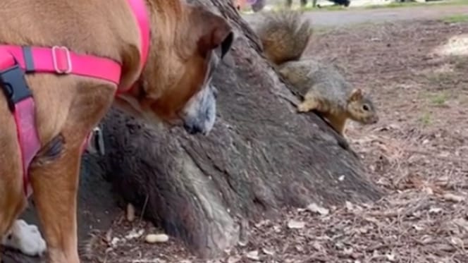 Dog and squirrel