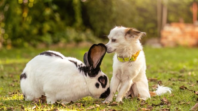 Dog and rabbit