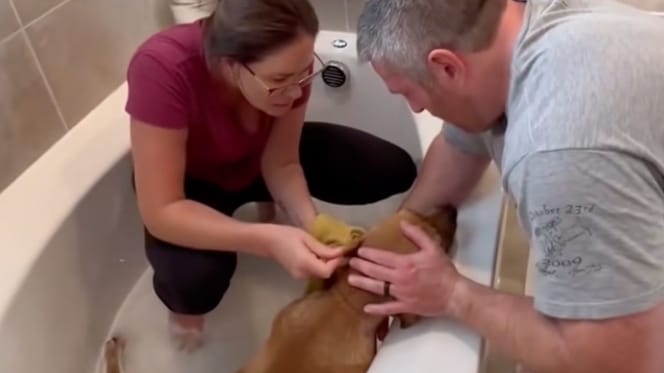 dog and his family