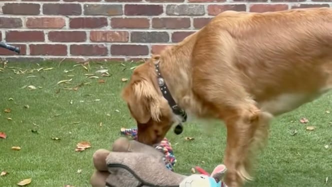 Chien et sa peluche