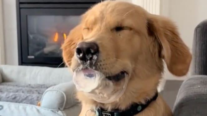 cane gelato