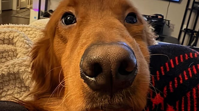 Golden Retriever dog