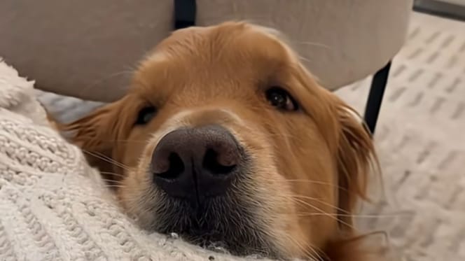 Perro golden retriever