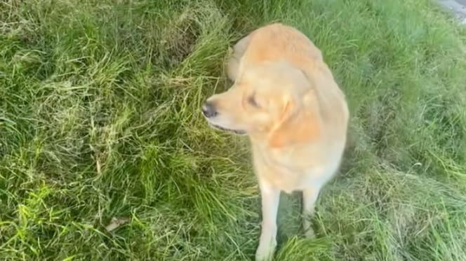 Chien Golden Retriever