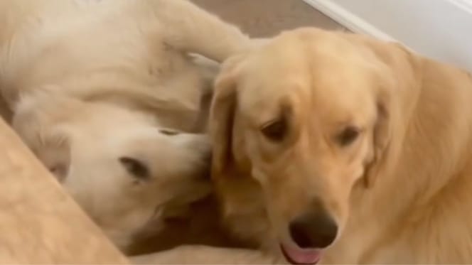Cane Golden Retriever divertente