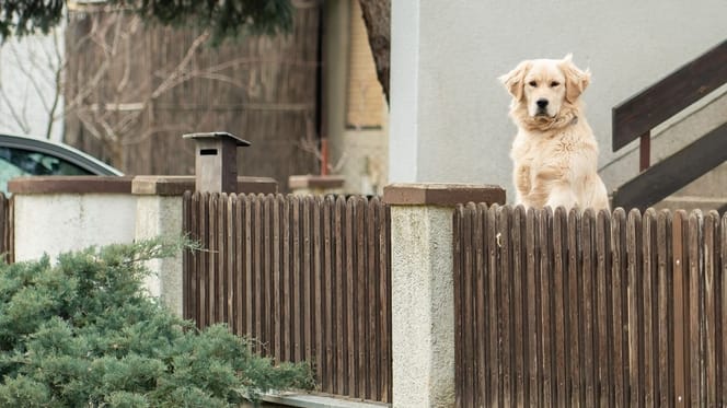 chien Golden Retriever maison