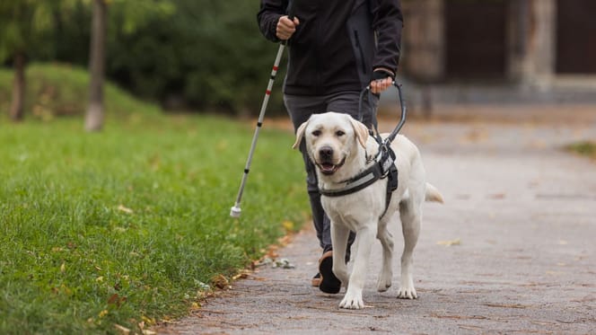 Chien guide