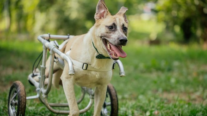 Cane disabile