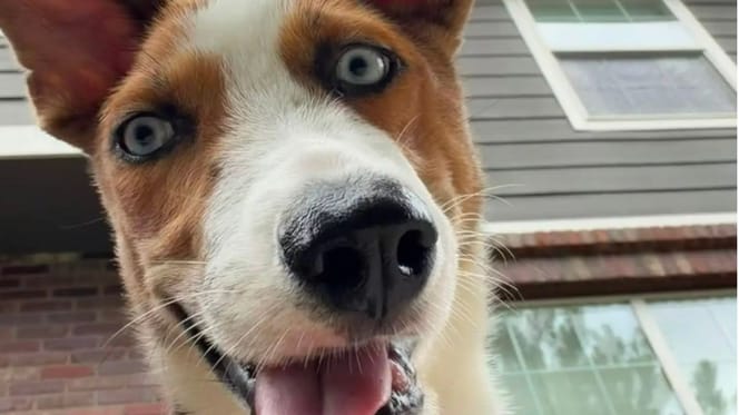 Disabled dog