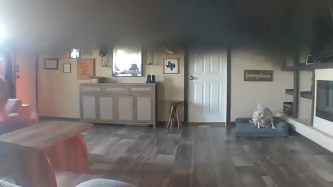 Hund bei einem Brand