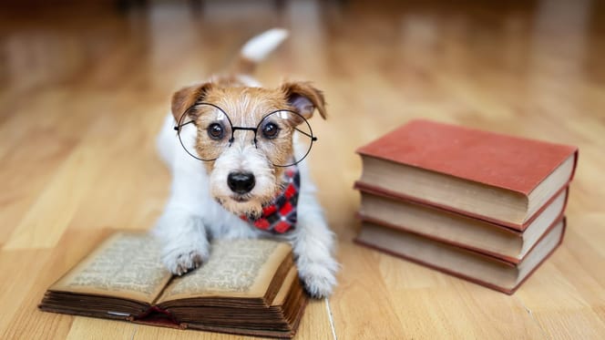 Chien intelligent