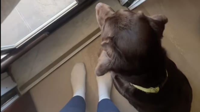 Perro labrador chocolate