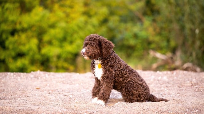 Lagotto Romagnolo Hund als Schatzsucher
