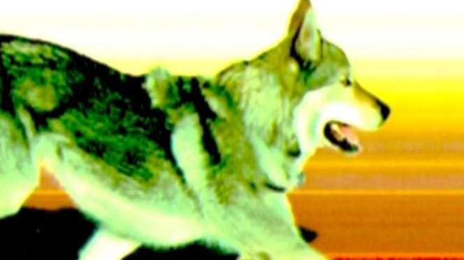 Wolfhond op de Olympische Spelen 2026