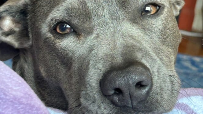 Zieke hond TikTok