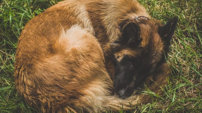 Cane Malinois