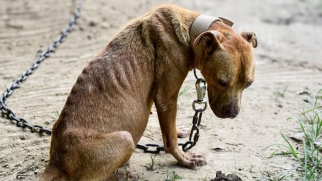 Mishandelde hond
