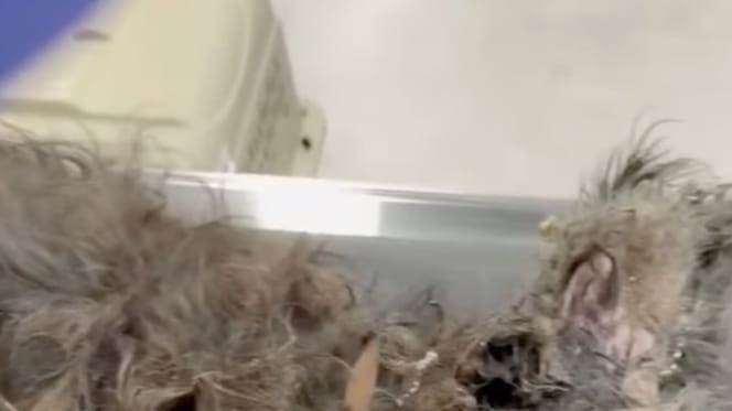 Chien mort