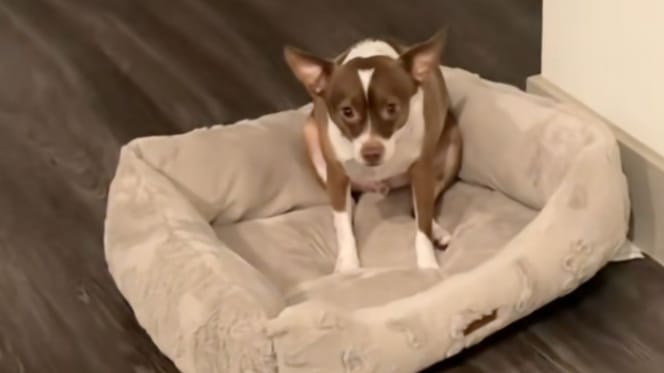 dog basket