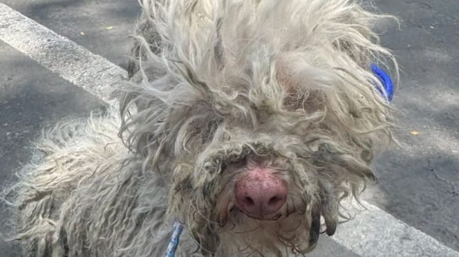 chien perdu