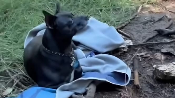 Verdwaalde hond