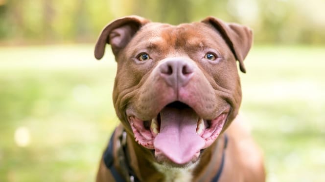 chien Pitbull