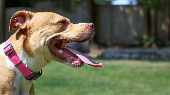 chien Pitbull