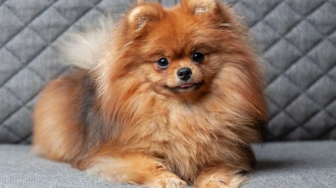 Cane Pomerania