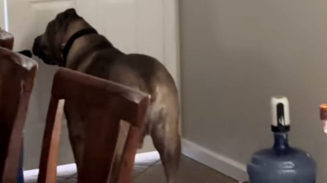 Hund wartet an Tür