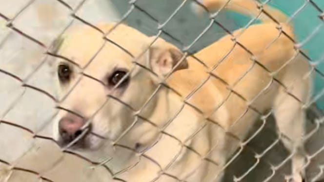 shelter dog