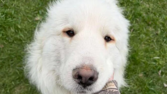 Hond in asiel