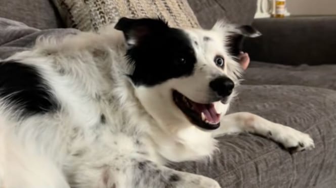 Dog watches Stranger Things