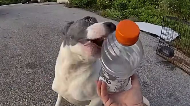 Chien retrouvé dans une cage