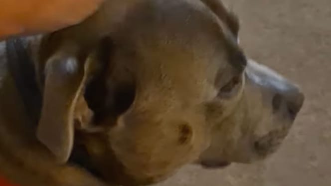 Chien Staffie Drôle
