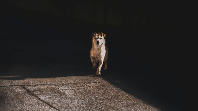 Cane in mezzo alla strada