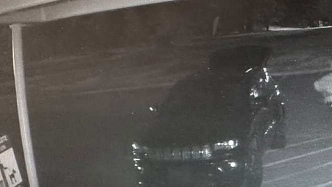 Hund auf einem Parkplatz
