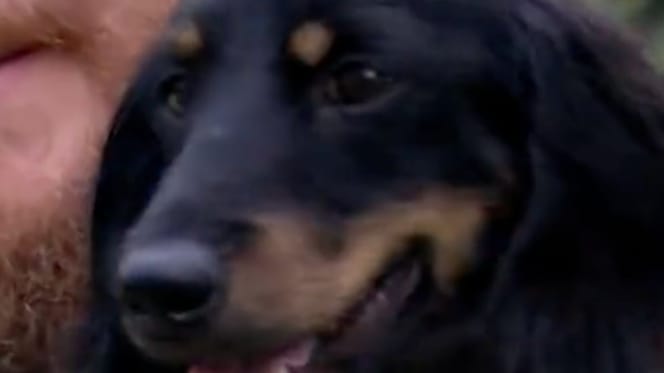 Chien Teckel