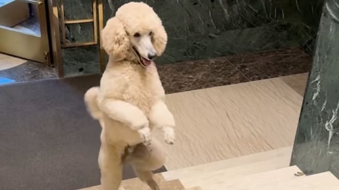 chien USA Caniche Royal