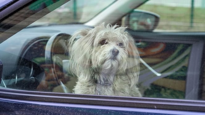 Chien voiture