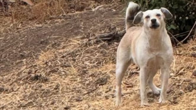 Chienne abandonnée