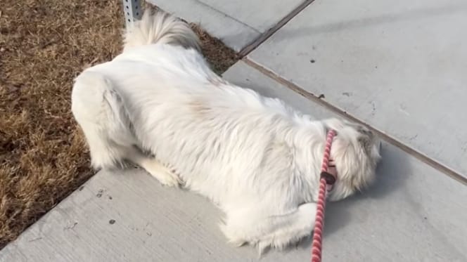 Cagnolina abbandonata