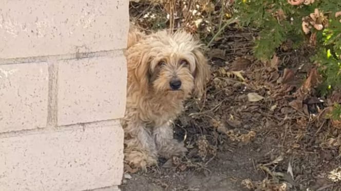 Achtergelaten hond