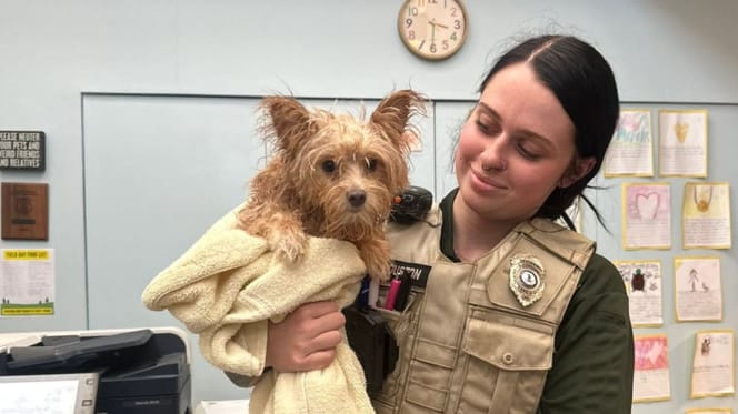 Cagnolina abbandonata in una cassetta della posta
