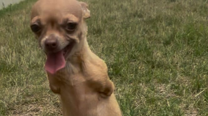 Chienne Chihuahua