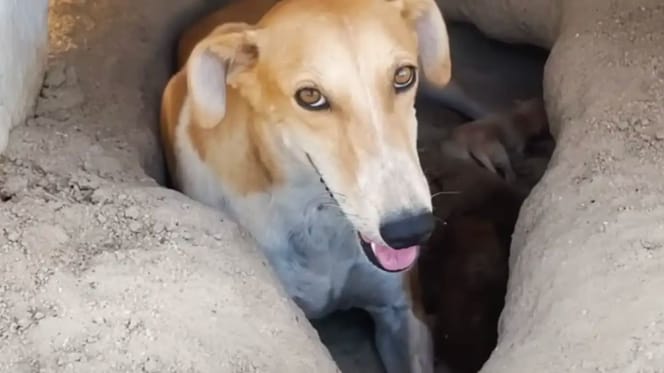 chienne Koweit