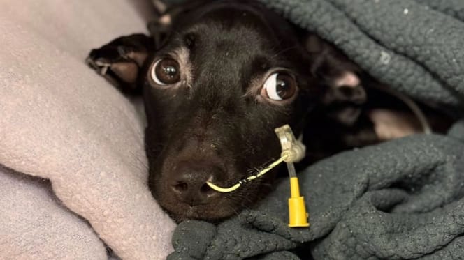 Poorly dog