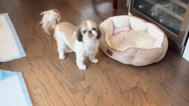 Chienne  Shih Tzu