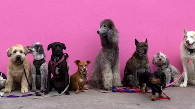 Chiens