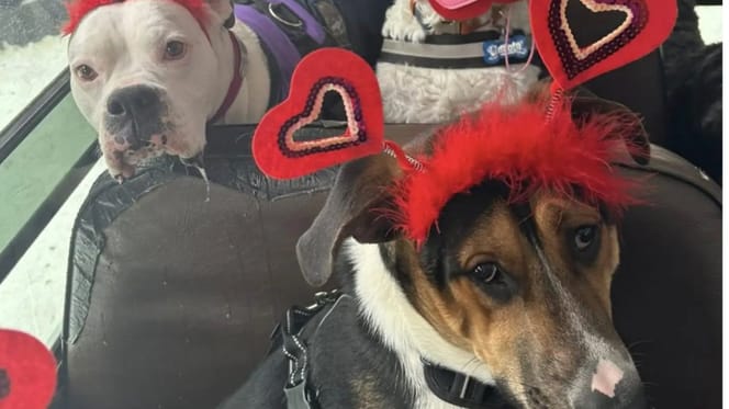 Chiens à la St-Valentin