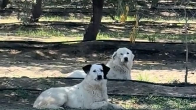 Achtergelaten honden